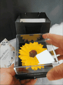 Colar Girassol + Caixa Inclusa